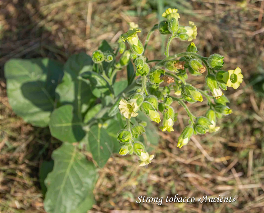 Strong tobacco Ancient Mahorkatubakas, Махорка - деревенский turn